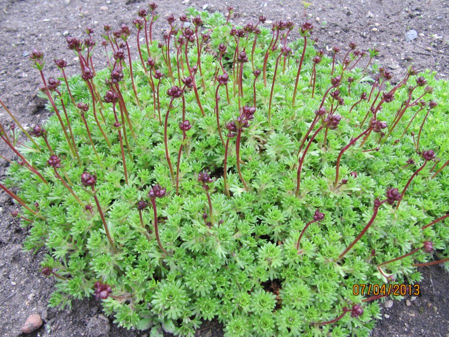 Камнеломка фото семян Камнеломка Арендса (Saxifraga androsacea) - Цветочный форум